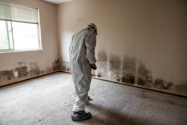 Best Environmental Consulting for Mold Prevention  in Carter, TX