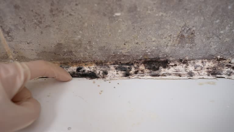 Best Mold Remediation for Healthcare Facilities  in Carter, TX